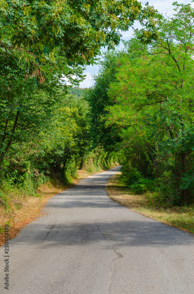 Fototapeta premium Winding road below green trees on either side
