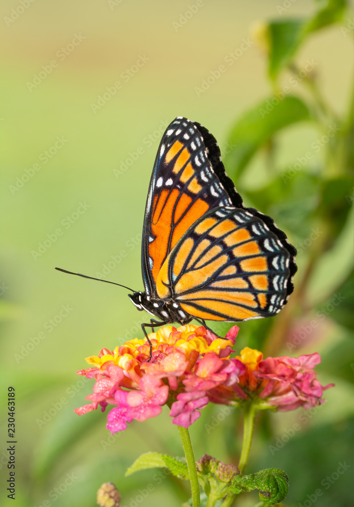 Beautiful Viceroy butterfly resting on top of a colorful Lantana flower
