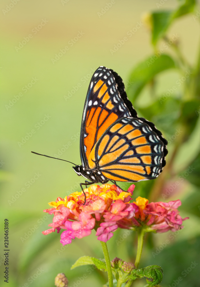 Beautiful Viceroy butterfly resting on top of a colorful Lantana flower Beautiful Viceroy butterfly resting on top of a colorful Lantana flower