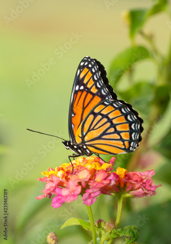 Beautiful Viceroy butterfly resting on top of a colorful Lantana flower © pimmimemom