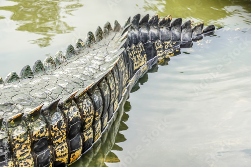 Saltwater crocodile tail in a river at public zoo