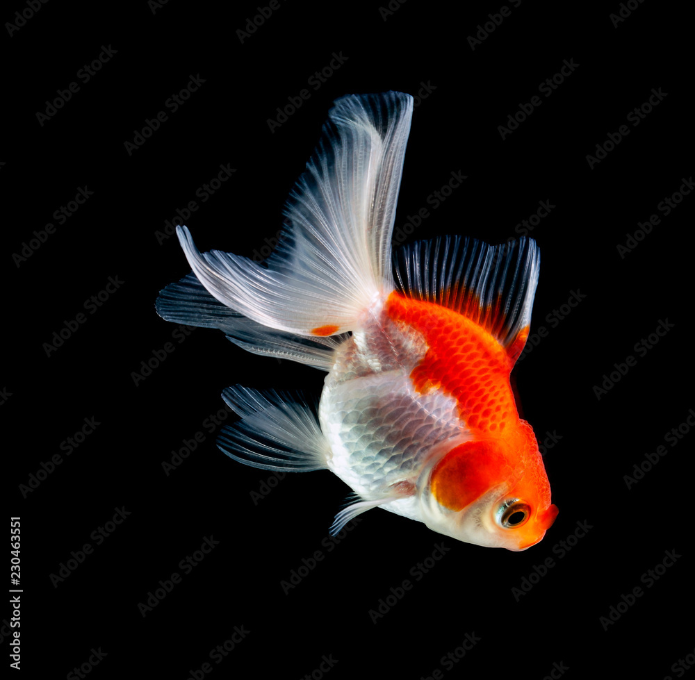goldfish isolated on a dark black background goldfish isolated on a dark black background