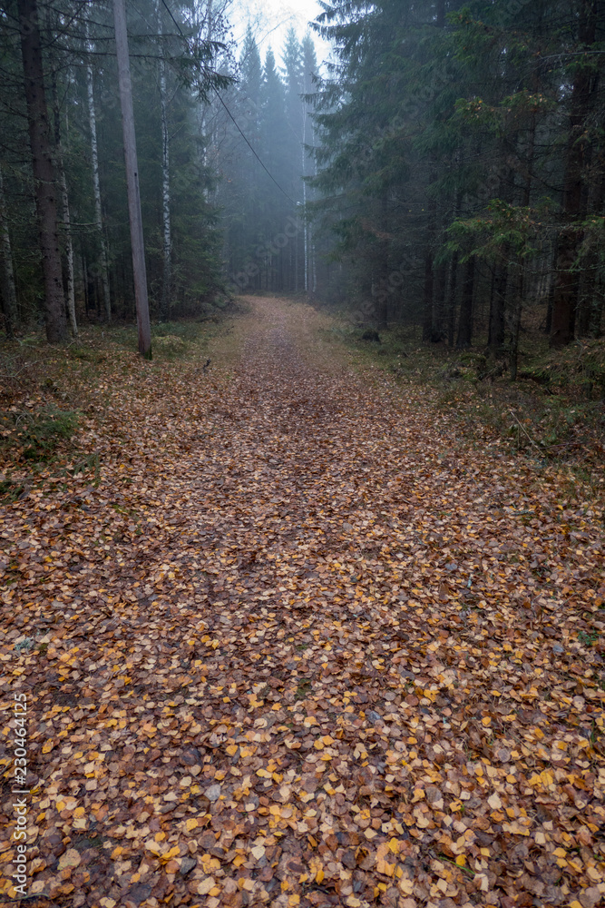 a nice training track in a autumn forest