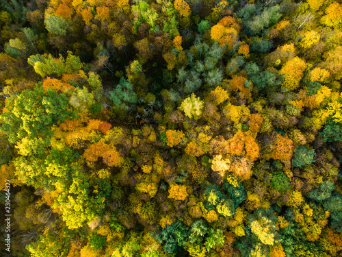 Aerial top down view of forest with green and yellow trees. Mixed deciduous and coniferous forest. Beautiful fall scenery near Vilnius city, Lithuania