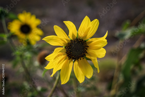 Sunflower Field photo