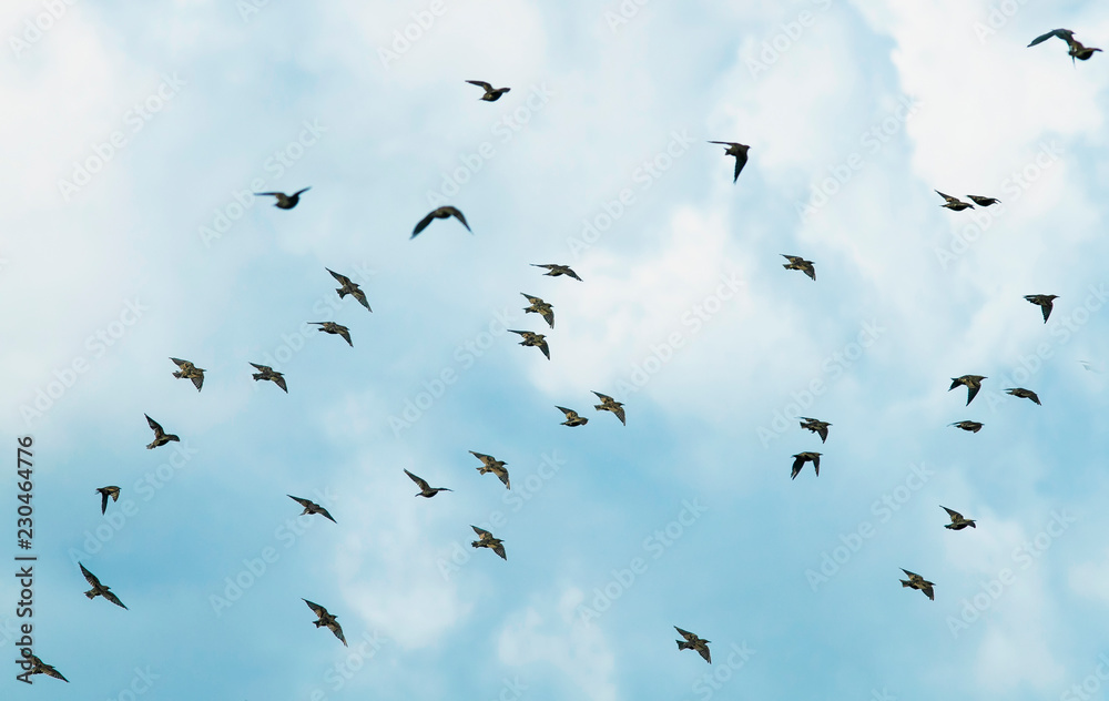 large flock of black birds migrating starlings flies on blue sky background large flock of black birds migrating starlings flies on blue sky background