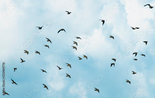  large flock of black birds migrating starlings flies on blue sky background