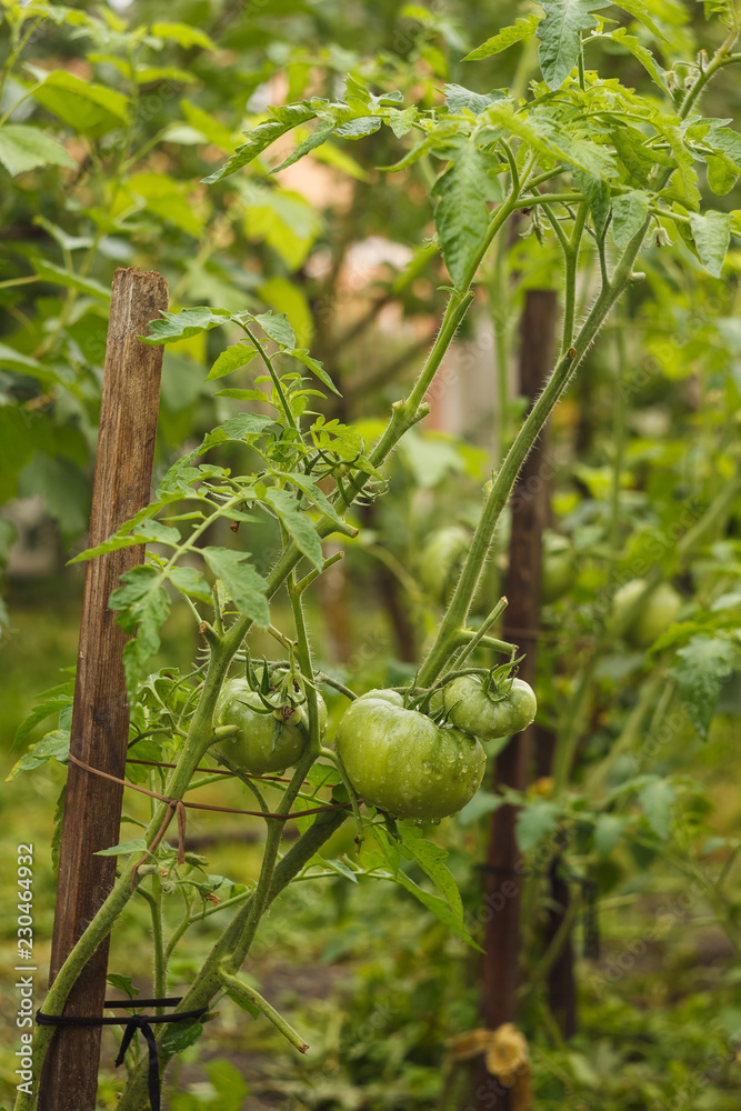 Unripe green tomatoes hang on the branches among the plants in the garden. Growing tomatoes. Close-up. Unripe green tomatoes hang on the branches among the plants in the garden. Growing tomatoes. Close-up.