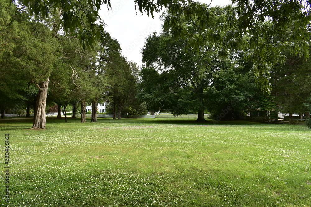 trees in park