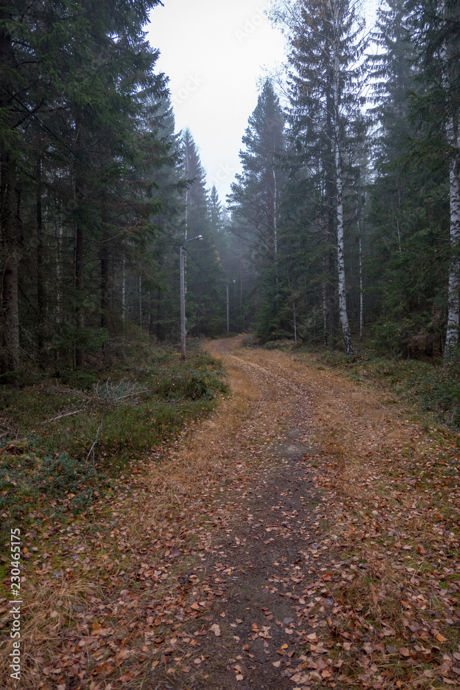 a nice training track in a autumn forest a nice training track in a autumn forest