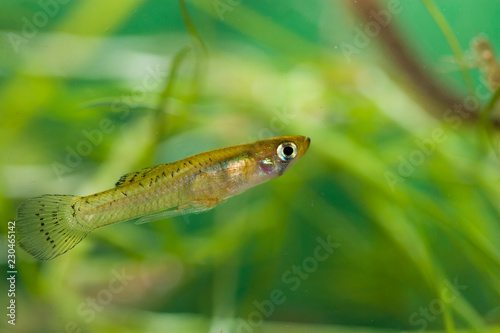 Male de Gambusia holbrooki, poisson envahissant photo
