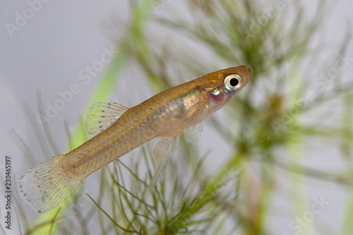 Male de Gambusia holbrooki, poisson envahissant