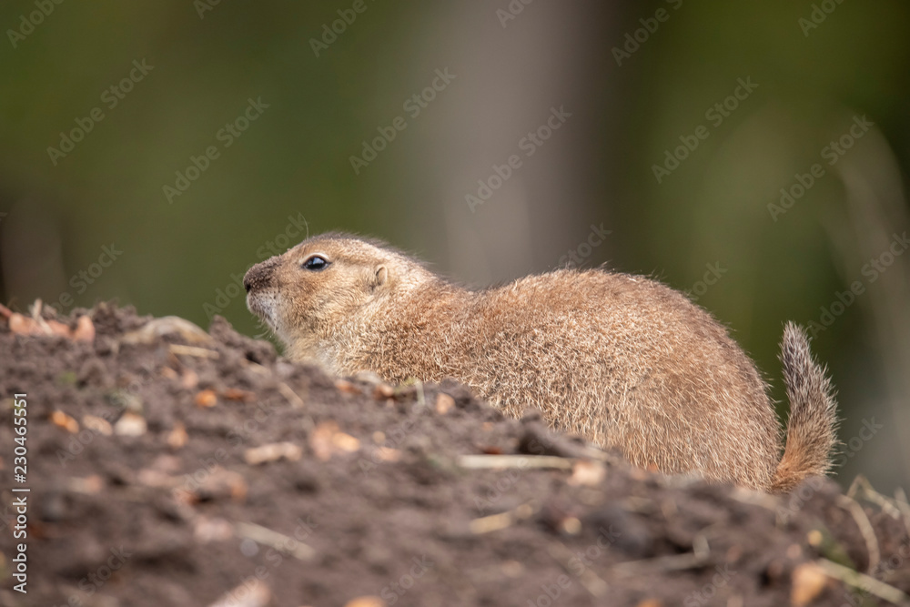 Naklejka premium Prairie dog, Cynomys