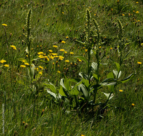 Veratrum album (commonly known as false helleborine or white hellebore) on Swiss alpine pasture photo