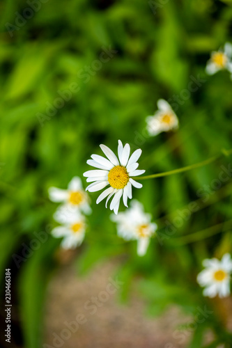 Aster flowers in the field