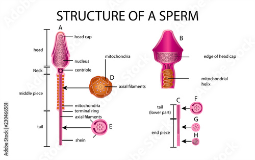 One sperm is human semen. In the white back