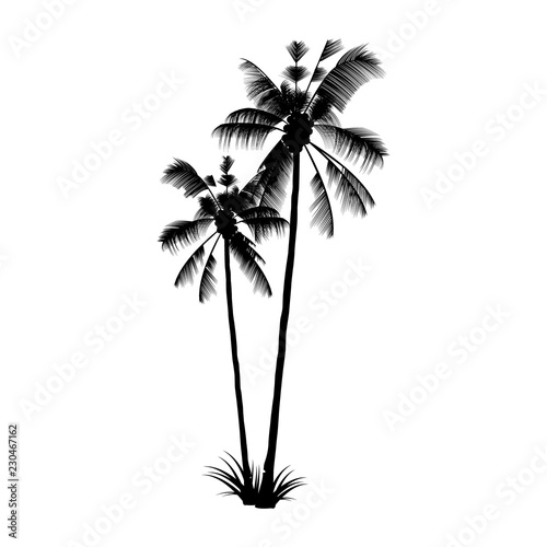 The Black Palm silhouette. Exotic Tropical tree.