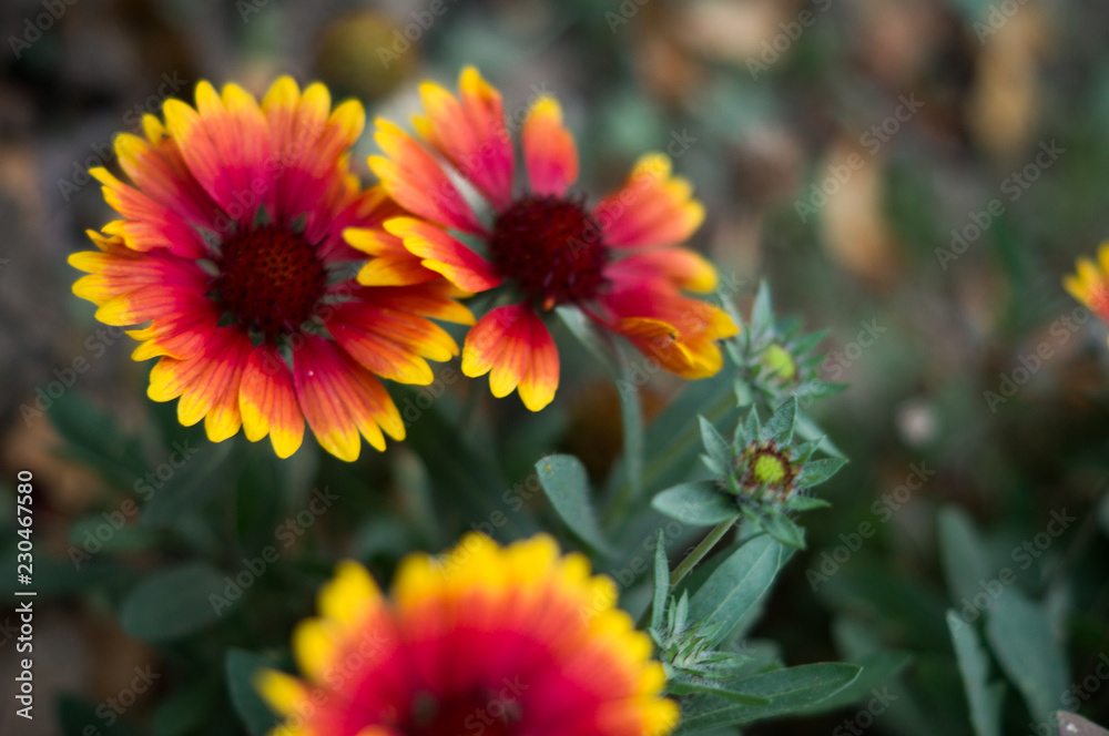 bright red and yellow autumn flowers bright red and yellow autumn flowers