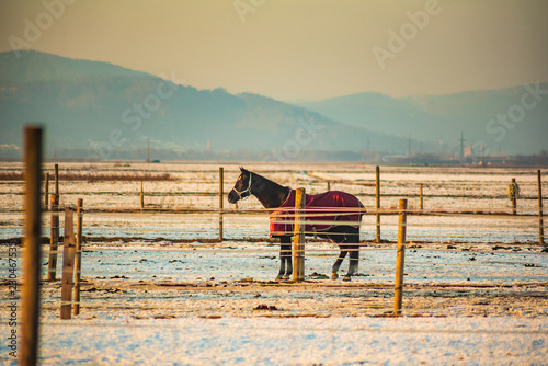 Fototapeta Naklejka Na Ścianę i Meble -  Brown horse covered with a blanket on a snow in winter