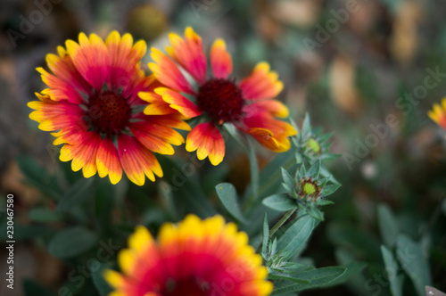 bright red and yellow autumn flowers