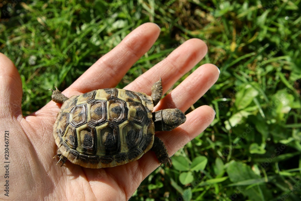 hand and small turtle hand and small turtle