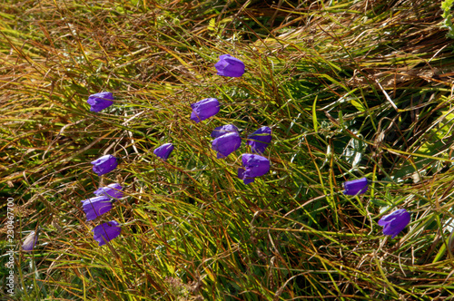 Campanula scheuchzeri; Alpine Harebell on the slopes near Sargans, Swiss Rhine valley photo