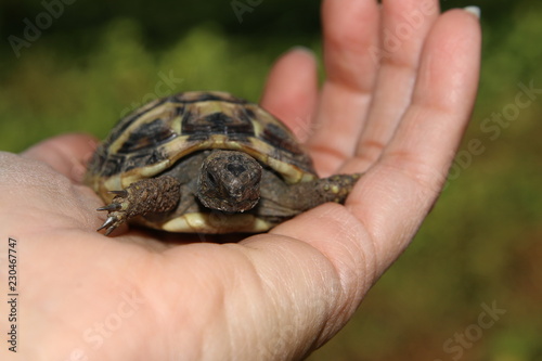 tortoise on hand