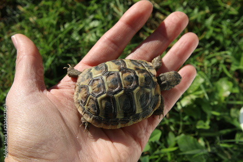 turtle in the hand