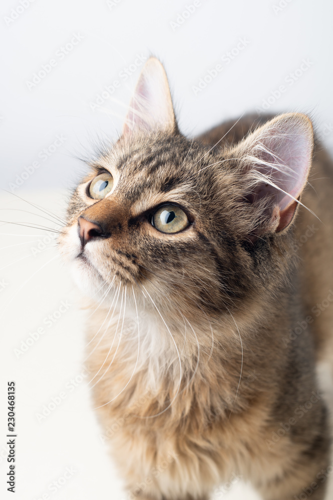 Little four month mixed breed kitten portrait Little four month mixed breed kitten portrait