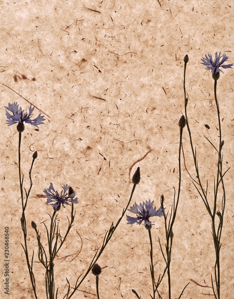 Naklejka premium Handmade paper with cornflowers.