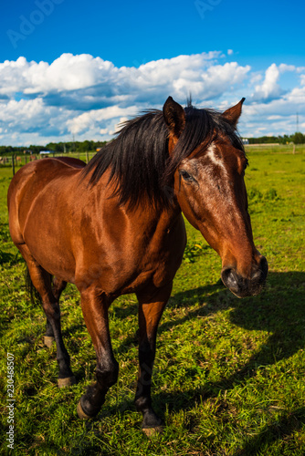 Beautiful brown horse portrait in summer sun outdoors. Green background