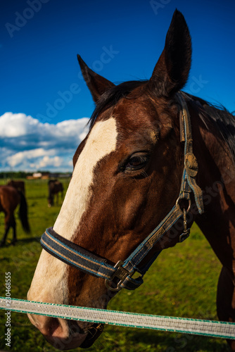 Fototapeta Naklejka Na Ścianę i Meble -  Beautiful brown horse portrait in summer sun outdoors. Green background