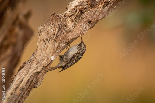 Treecreeper, Certhia brachydactyla