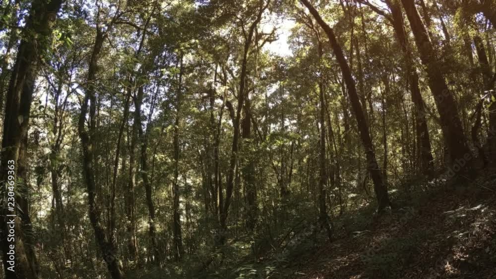 Tall Trees in a Forested Wilderness in Chiang Mai, Thailand Tall Trees in a Forested Wilderness in Chiang Mai, Thailand