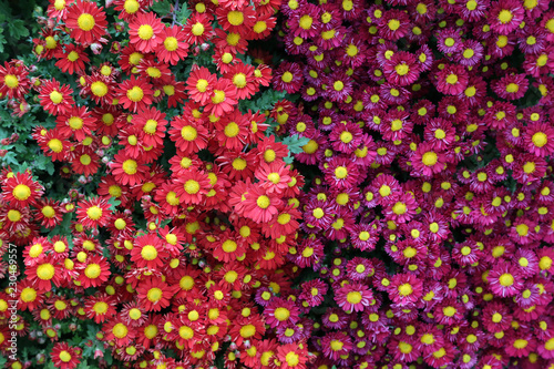Beautiful autumn flowers of Chrysanthemum of different colors © leomalsam