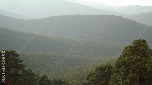 Monta  a de pinares en la Sierra de Navacerrada. Espa  a