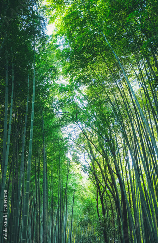 Bamboo forest at Arashiyama district in Kyoto, Japan.