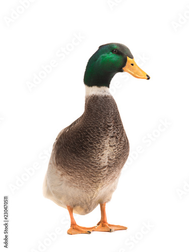 male brown duck isolated