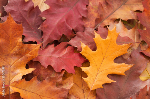 Fallen red oak leaves. Autumn.
