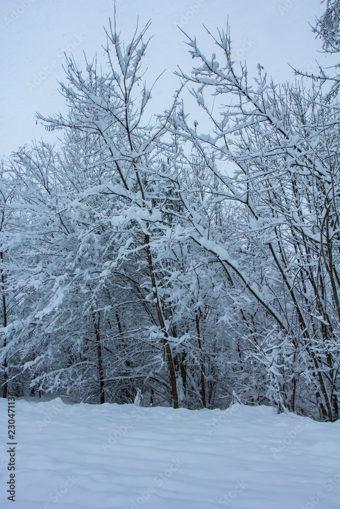 Beautiful winter nature with lots of snow. A lot of snow on the branches of trees. Snowy winter in Europe. Beautiful winter nature with lots of snow. A lot of snow on the branches of trees. Snowy winter in Europe.