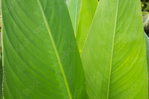 Leaf background Green  in phuket Thailand