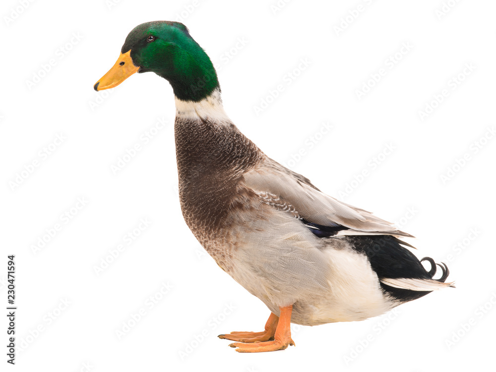 Obraz premium male brown duck isolated