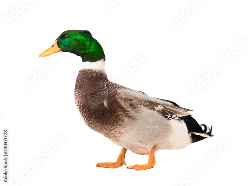 male brown duck isolated