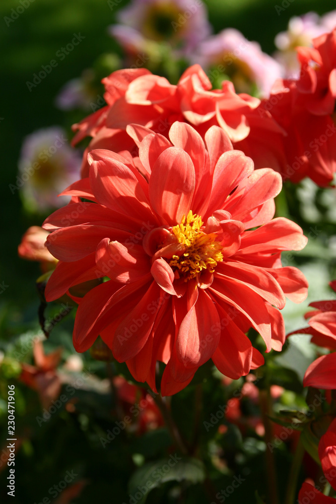 Цветы/Flowers Цветы/Flowers