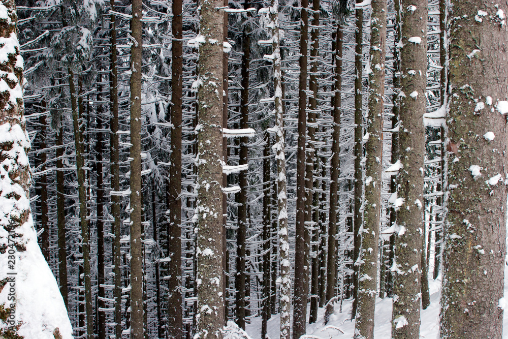 Fototapeta premium Зимняя ель/Winter spruce