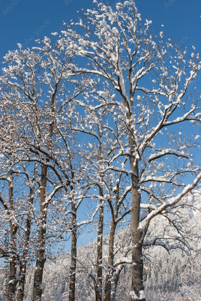 Зимние дерево/Winter tree