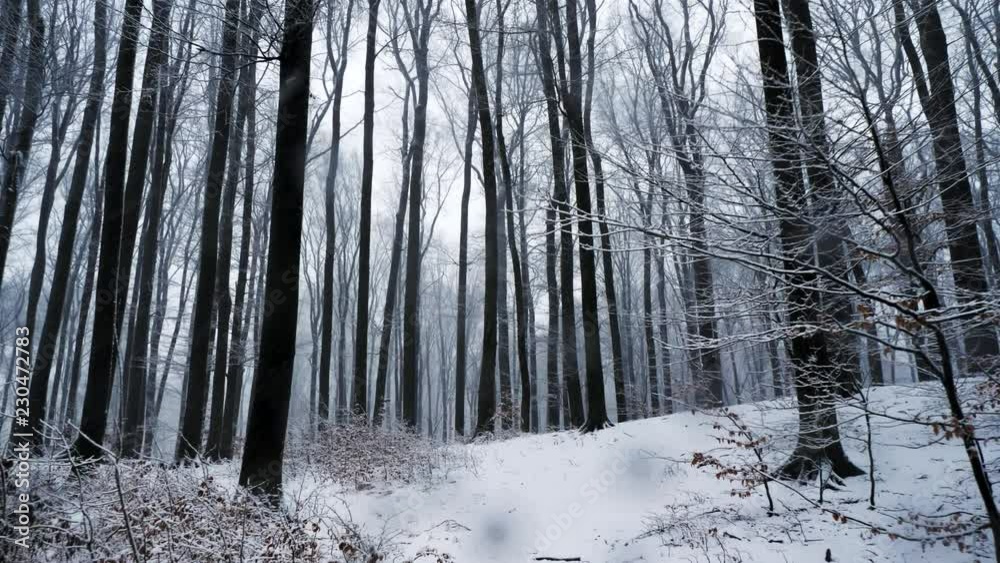 Camera movement in snowy forest. It's snowing Camera movement in snowy forest. It's snowing