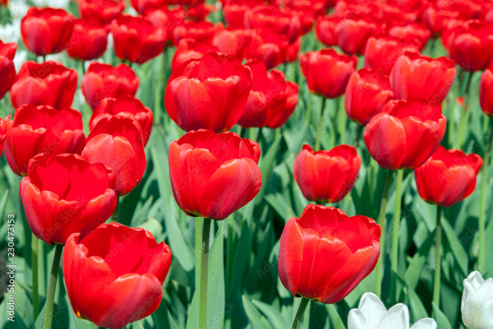 Тюльпан/Tulip Тюльпан/Tulip