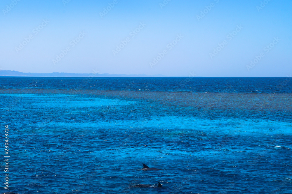 Coloring dolphins against the backdrop of the red mora in Egypt. Oceanic fauna with animals. Stock photo for tourist design