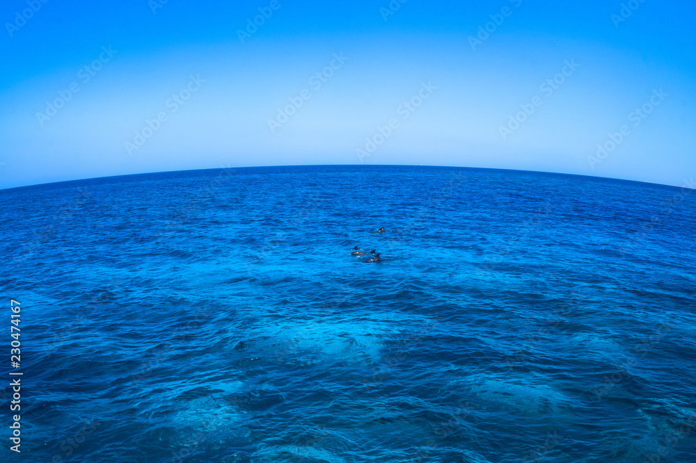 Coloring dolphins against the backdrop of the red mora in Egypt. Oceanic fauna with animals. Stock photo for tourist design